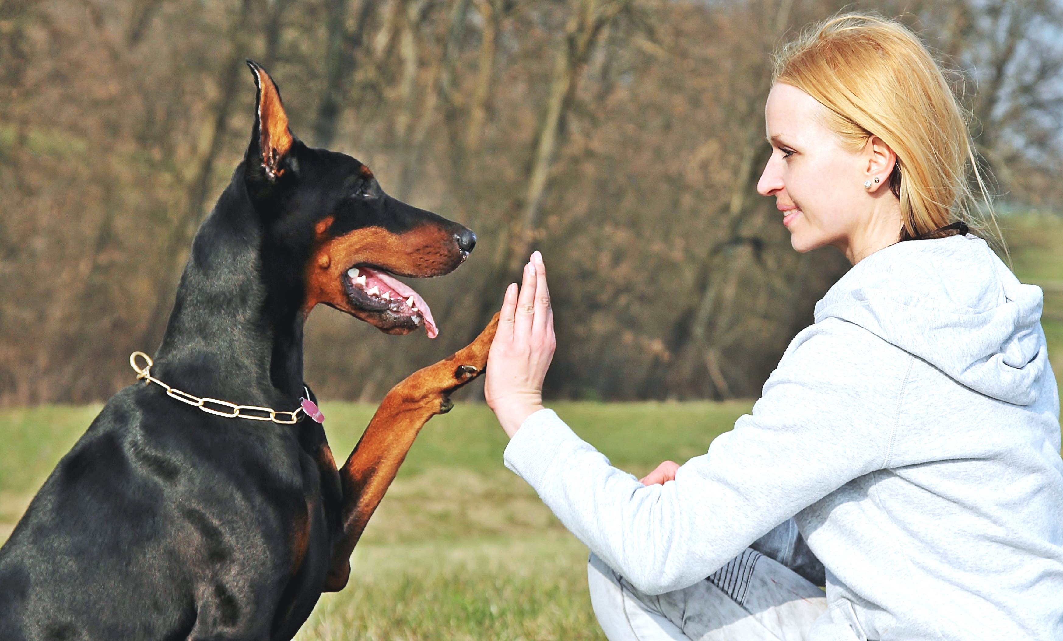 dressage doberman