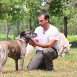 dressage cane-corso