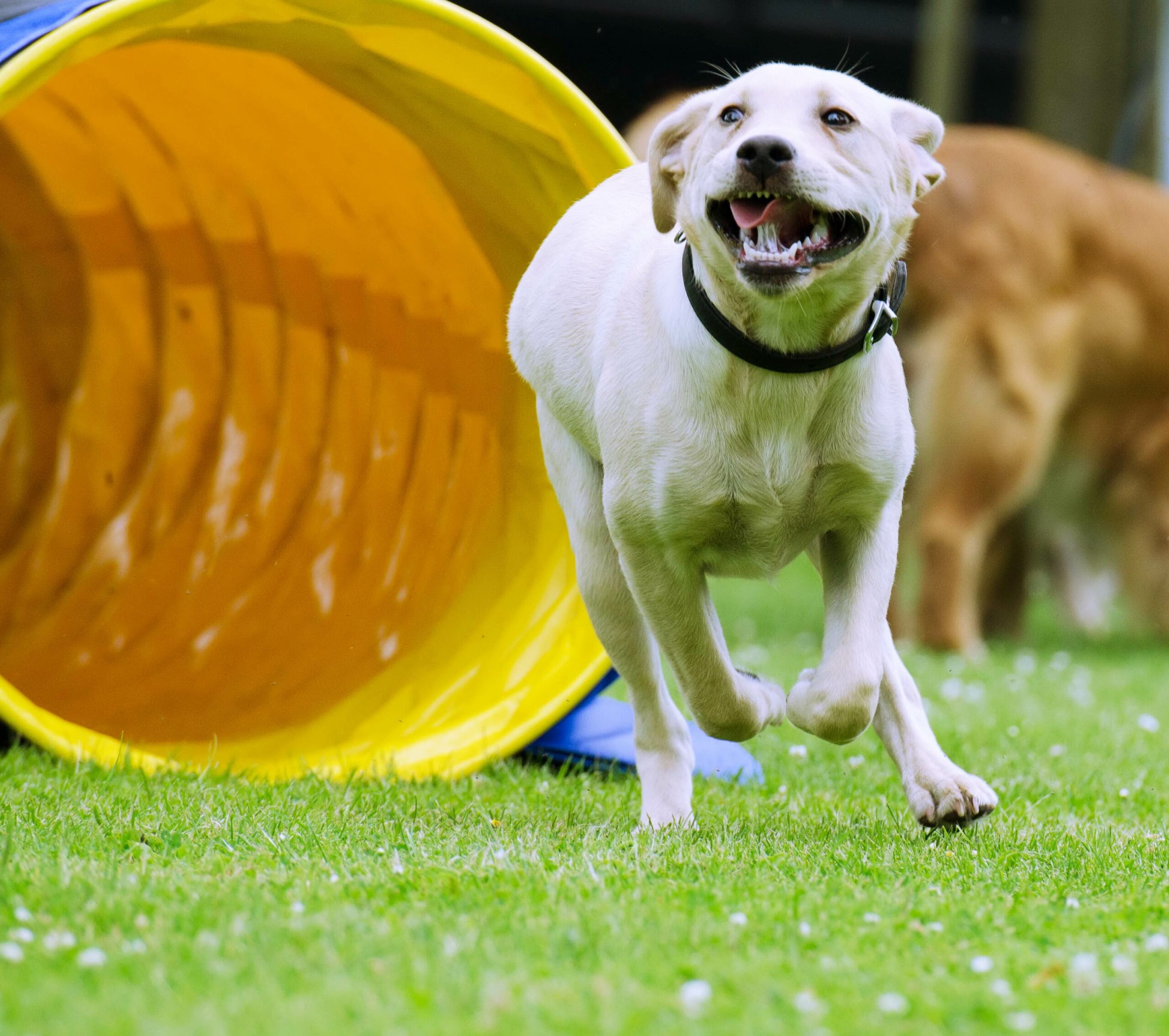 agility 1_Fotor activités ludiques pour chiens, agility et pistage