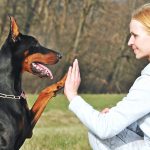 dressage doberman