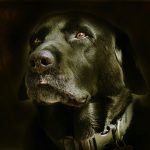 dressage labrador