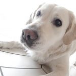 dressage labrador 3