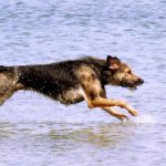 dressage terrier 2