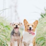 garderie-pour-chien-departement-95-val-doise-60-oise-pension-de-jourvaleurs-canines