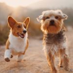 pension-et-garderie-pour-chiens-et-chats-val-doise-et-oise-95-93-et-60