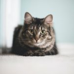 pension-garderie-pour-chat-val-doise-95-et-60-valeurs-canines