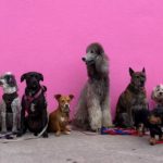pension-pour-chien-et-chat-val-doise-et-oise-95-60-valeurs-canines