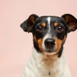 pension-pour-chien-valeurs-canines-val-doise-95-et-oise-60