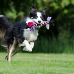 activité pour chien val d&rsquo;oise et oise agility border-collie