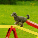 activités pour chien oise -à val d oise 95 agility pistage