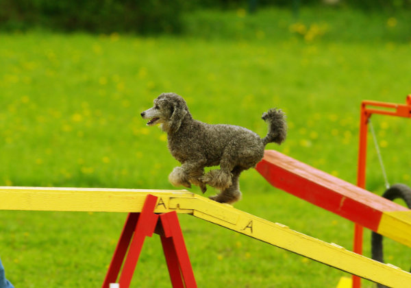 activités ludiques pour chien dans l'oise 60 et le val d'oise : agility, pistage