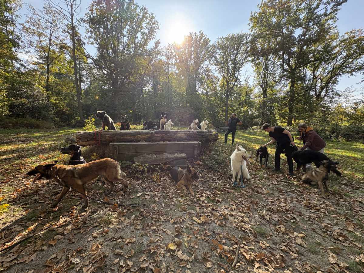 balade chien maitre en groupe valeurs canines val d’oise 95 93 60