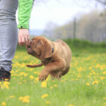 balades educatives chien dressage-rappel