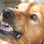 chiot-chien-agressif-educateur val d-oise-oise