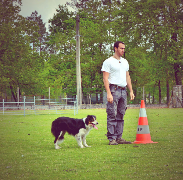 cours collectifs d'éducation canine 95 val d'oise