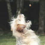 dressage-chein pas bouger education chien