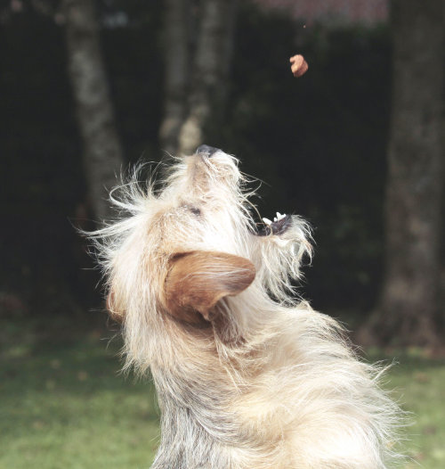 dressage-chein pas bouger education chien apprendre au chien à ne pas bouger par un educateur canin