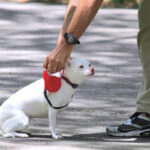 dressage chien trouble peur agressivité