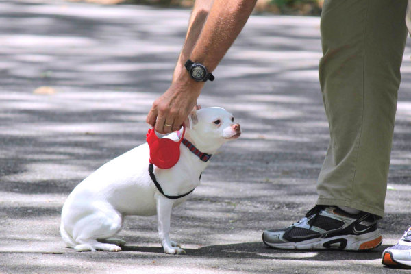 éducateur pour chiens avec troubles du comportement, anxiété, peur, agressivité