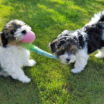 ecole du chiot a attainville val d oise et oise