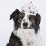 educateur canin chien roi val doise