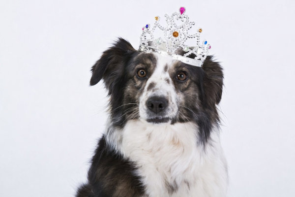 chien roi avec éducateur canin dans le val d'oise,