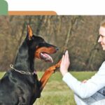 éducation de chien adulte à attainville val d oise proche 60