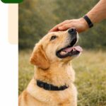 education de chien methode bienveillante