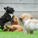 socialisation du chien et balades educatives 95-60