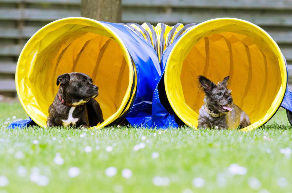 activités agility jeux chiens activités ludiques pour chiens. agility dans le val d'oise