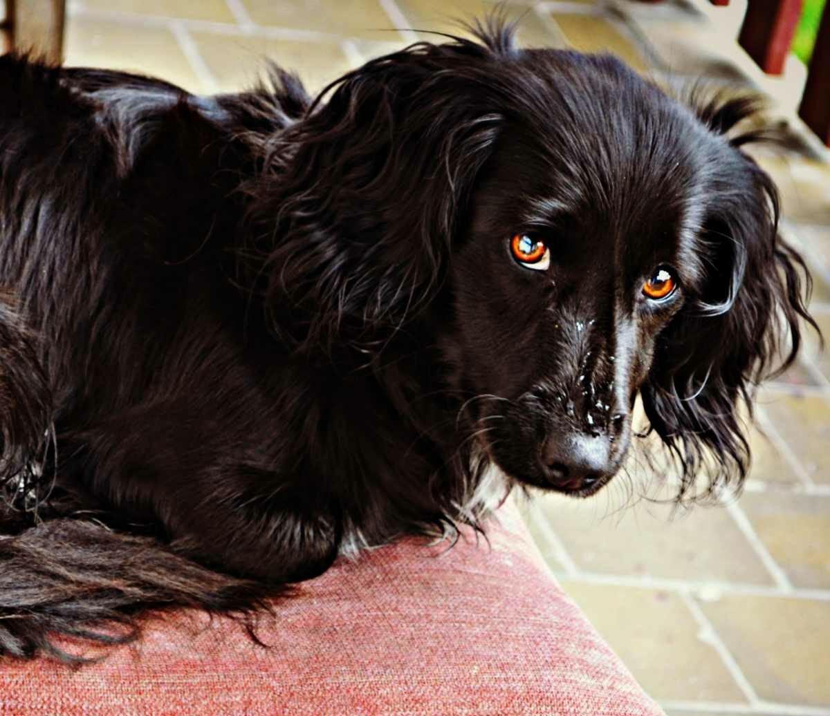 chien-problemes-comportement-education dressage chiens difficiles ile de france et paris