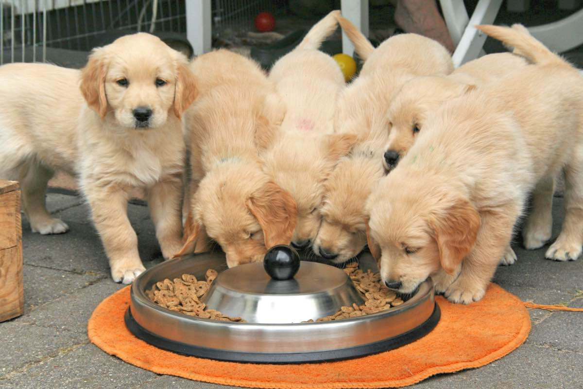 éducation pour chiot à l'école du chiot, attainville 95 en ile de france