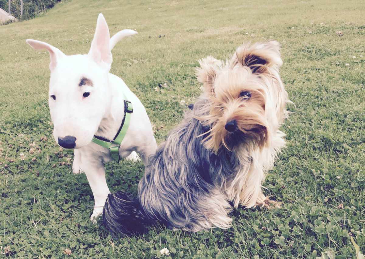 dressage-ecole-du-chiot-2 ecole du chiot, dressage dans le val d'oise 95