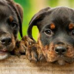 ecole du chiot attainville val d&rsquo;oise 95