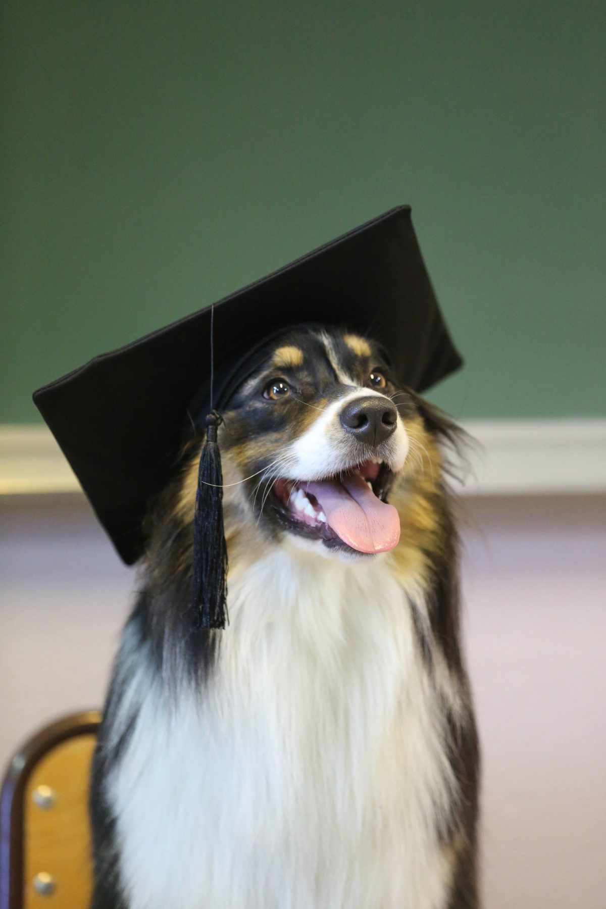 services education chien proche paris val d’oise 95 services d'éducation pour chiens proche de paris, dans le val d'oise 95