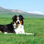 valeurs canines education dressage chien 600×300